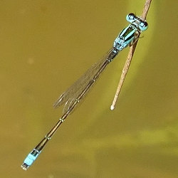 Ischnura pumilio